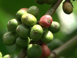 Fairtrade coffee plantation in Brazil Stock Footage