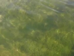 Rippling Green Water Stock Footage