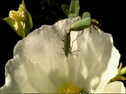 Green Coleopterus beetles mating on white flower, Parque Natural Los Alcornocales (Cadiz y Malaga), Andalucia, Spain Stock Footage