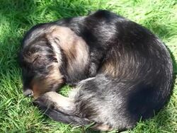 Dachshund puppies playing in garden Stock Footage