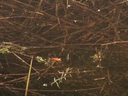 HD: Marsh water Stock Footage