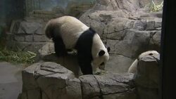 La bebe pandaya esta casi lista para recibir a su pï¿½blico en el Zoologico Nacional del Museo Smithsoniano. News Clip