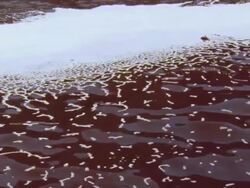 CU Red tide blooming on ocean surface / Guanacaste, Costa Rica Stock Footage