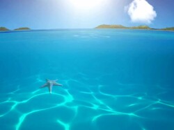 Tropical paradise Seamless loop Stock Footage