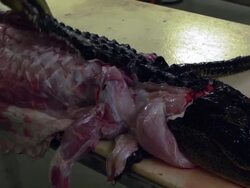 Market For Alligator Meat Booms In Florida Stock Footage