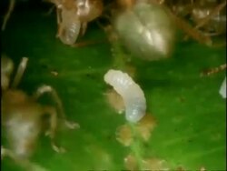BCU Weaver Ants moving larvae from disturbed nest, Australia Stock Footage