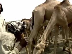 Ethiopian camel market Stock Footage