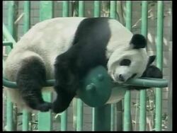 VOICE: Ling Ling arrives for breeding attempt News Clip