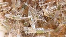 Macro of freshwater shrimp. Stock Footage