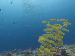 MS POV Yellow snapper school on reef / Palau, Micronesia, Palau  Stock Footage