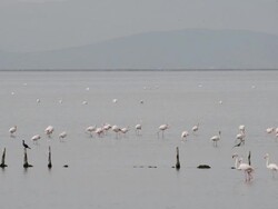 SERIES: Flamingos in Izmir, Turkey Stock Footage