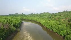 Aerial view of mangrove forest in Thailand Stock Footage