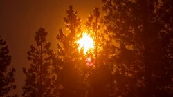 Sunrise Time-Lapse Trees Dawn Stock Footage