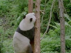 tilt up Giant panda climbing up tree in lush forest / China Stock Footage