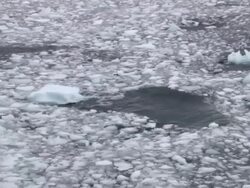 MS Side POV Chunks of ice on water / Antarctica Stock Footage