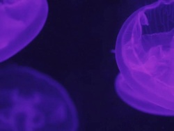 Small Jellyfish Stock Footage