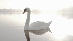 Elegant Swan On A Misty Lake Stock Footage