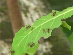 Atta worker ants Stock Footage