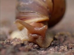 BCU Snail moving to camera, retracts feelers, Seychelles Stock Footage