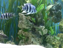 Mouthbrooder fish Stock Footage