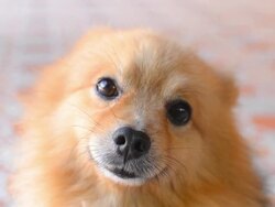 Cute Face Pomeranian Dog Stock Footage