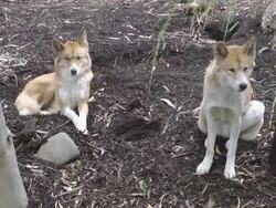 Dingo Stock Footage
