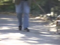 Dogs being walked in park, New York City, USA Stock Footage