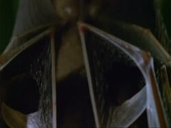 Artibeus Bat, BCU bat's feet hanging from roost, tilts down to bat's head, excretes; Panama; Stock Footage