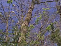 Woodland looking up at canopy, track forward, mid Spring, UK (part of lapse time seasonal series) Stock Footage