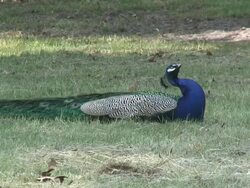 Peacock 17: HD 1080/60i Stock Footage