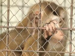 monkey Stock Footage