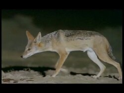 CU Blackbacked Jackal (Canis mesomelas) nervously snatching entrails, Botswana Stock Footage