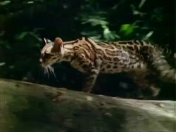 Margay (Leopardus wiedii),  walks right to left, stops, looks back, and carries on. Stock Footage