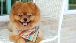 pomeranian dog sitting on chair Stock Footage