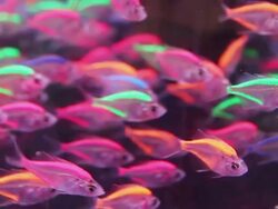 Glassfish Glow Stock Footage