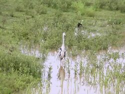 WS View of Grey Heron wading through shallow water / Pilanesberg National Park, North West Province, South Africa Stock Footage