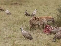 MS TS Spotted hyena protect hunt from african white backed vultures / National Park, Africa, Kenya Stock Footage