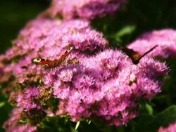 PAL: Two peacock butterflies Stock Footage