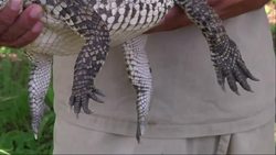 Rare crocodiles readied for release Instructional Video