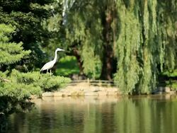 MS Great egret in pond  / Seoul, Seoul, South Korea  Stock Footage