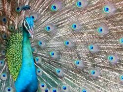 Beautiful peacock. Stock Footage
