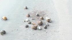 Hermit crab family on the beach Stock Footage