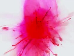 FROM BLOOD : centrifugal (LOOP) Stock Footage