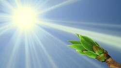 Germinating bud, spring, sunny day Stock Footage