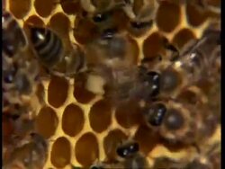 Honey bee waggle dance (communication of location of food) on honey comb, mcu Stock Footage