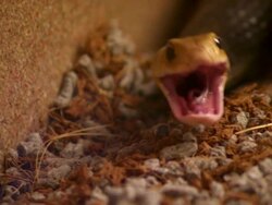 ECU TS of Snake finishing off mouse / Queensland, Australia Stock Footage