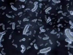 Bacteria Stock Footage