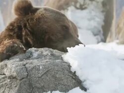 CU PAN Bear searching food on rock then feeding and leaving / Livingston, Montana, United States Stock Footage