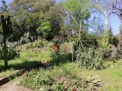 Botanical gardens (Orto Botanico di Palermo), view of the gardens, Palermo, Sicily Stock Footage