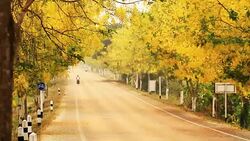 Golden Shower Flower Stock Footage